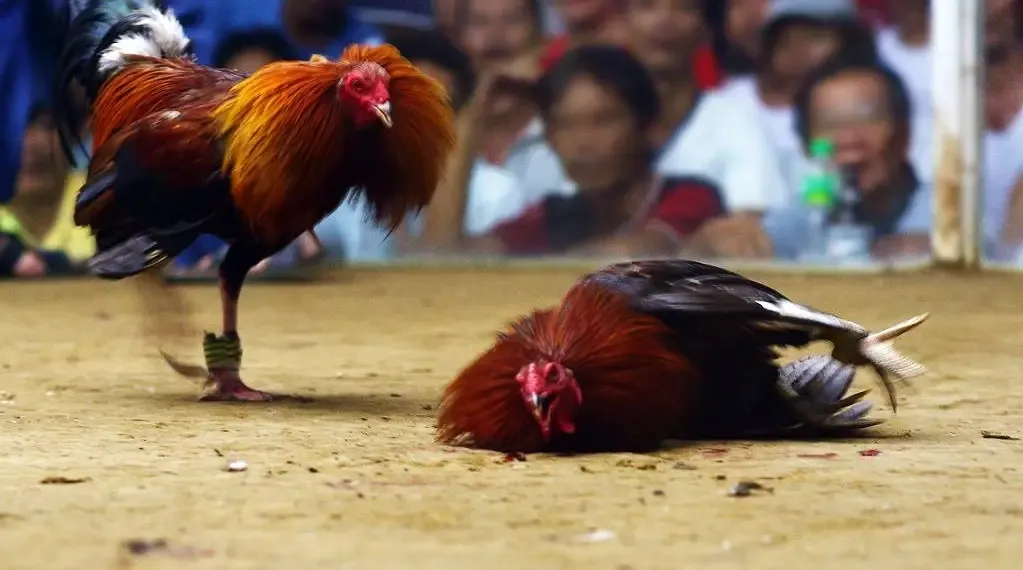 Cockfighting terms when mentioning raising equipment