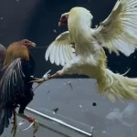FC777 cockfighting