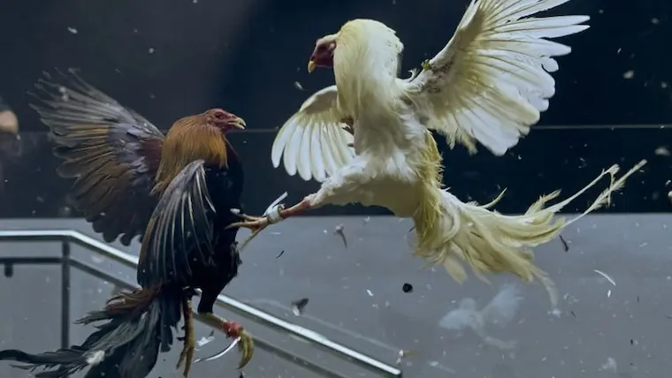 FC777 cockfighting