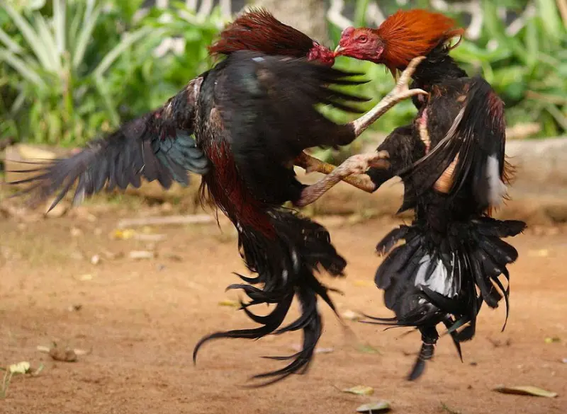 How to bet on cockfighting when understanding the fighting cock